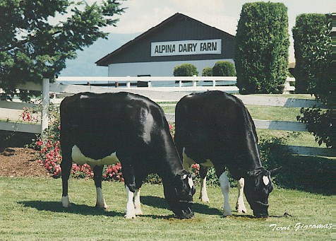 Alpina Dairy Farm